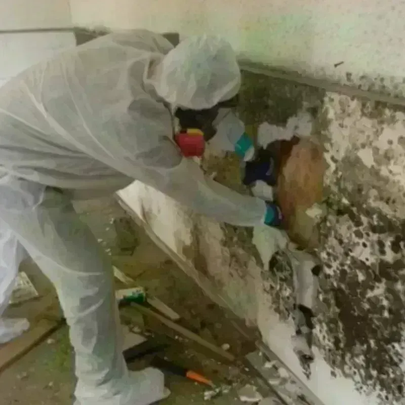 Mold Remediation and Removal in Santa Rosa, NM